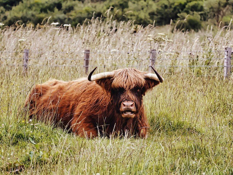 Big Mamma at Bankfoot