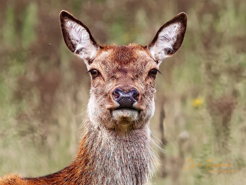 Hello Deer