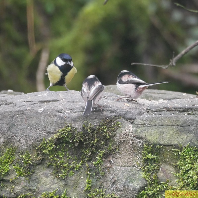 Your Mission If You Wish To Accept It