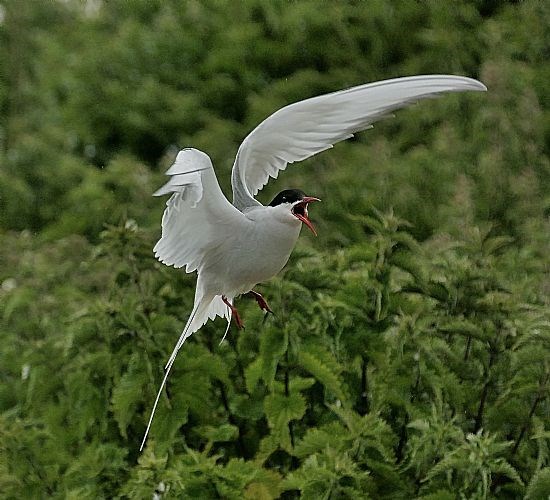 Third  Angry Bird