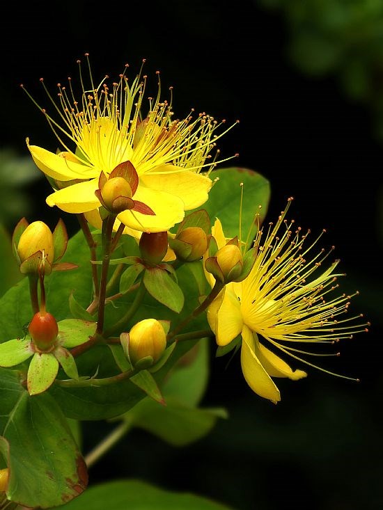 3rd Place - Charming St John's Wort