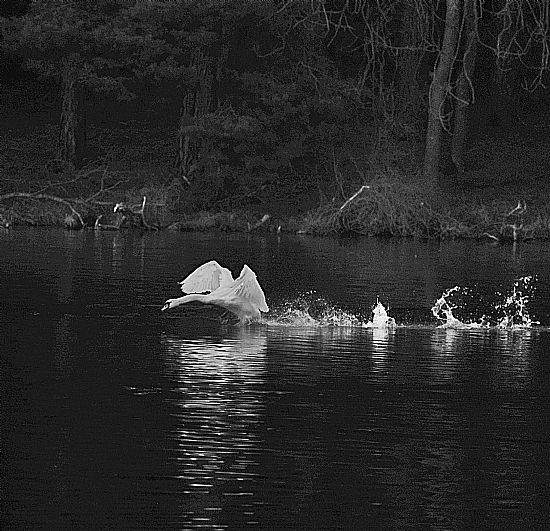Commended - Flying Swan at White Loch