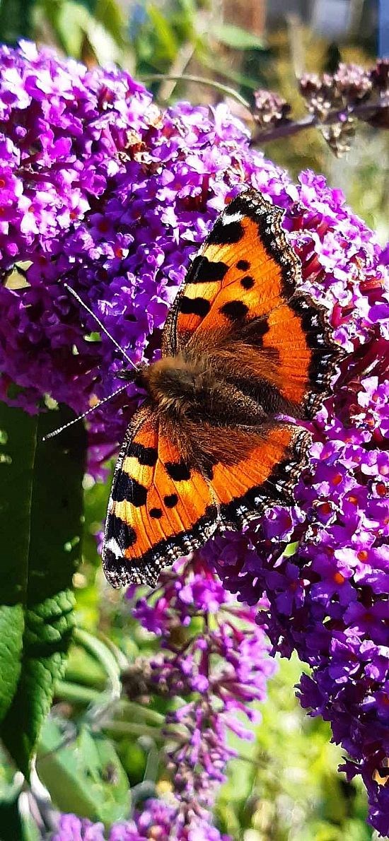 Butterfly