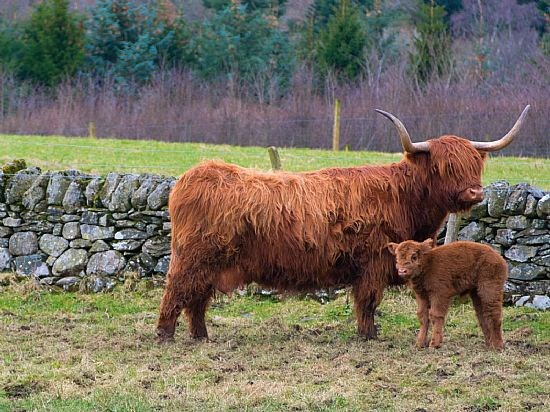 Mum and Calf