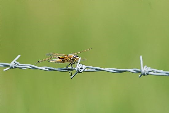 Common Darter