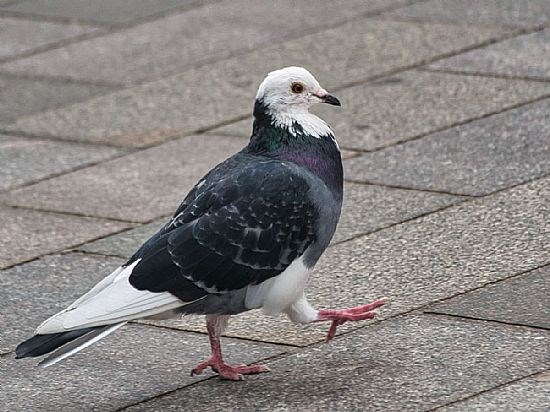 Goosestepping Pigeon