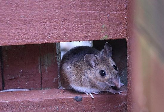 Wee Garden Visitor