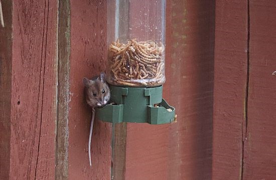 The Mealworm Thief