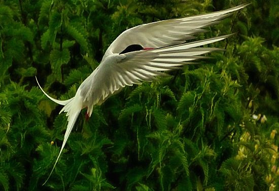 Arctic Tern