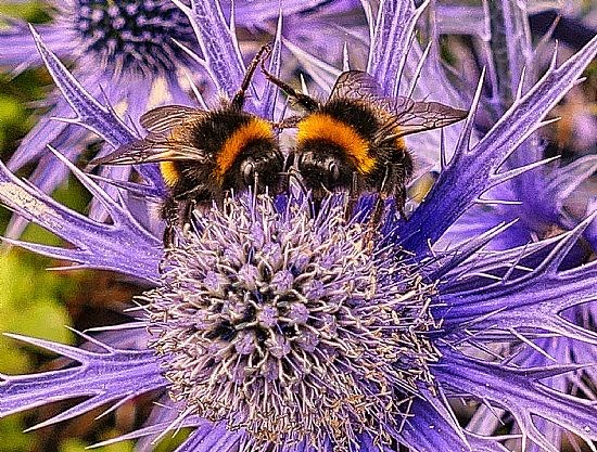 Bees holding hands
