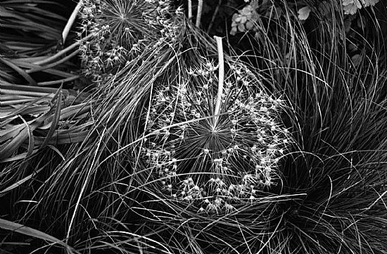 Allium