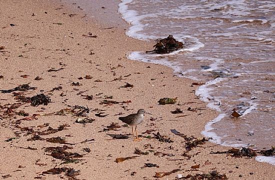 Redshank
