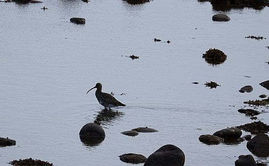 Curlew