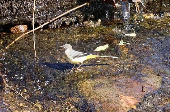 Wagtail
