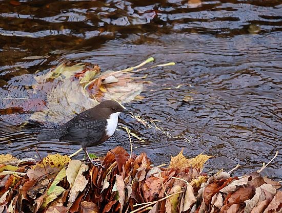 Dipper