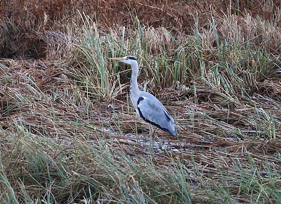 The Heron visiting Elm Drive