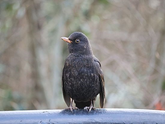 Posing Blackbird