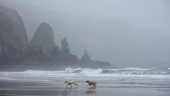 Dogs