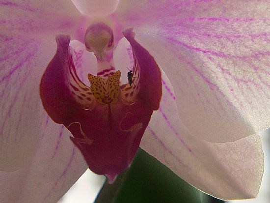 Orchid Rooms
