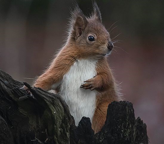 Posing Squirrel