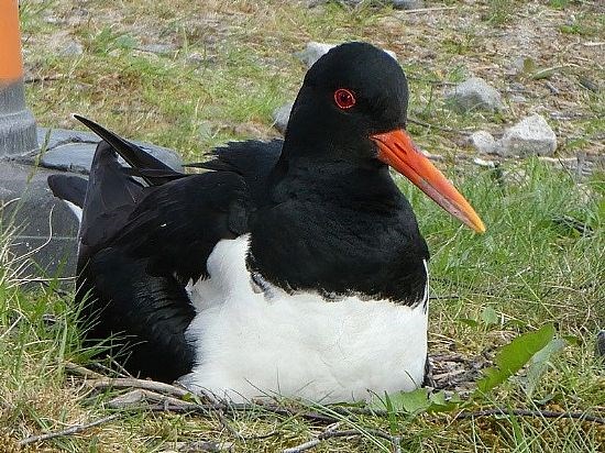 Oystercatcher