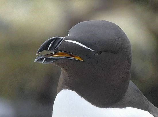 Razorbill