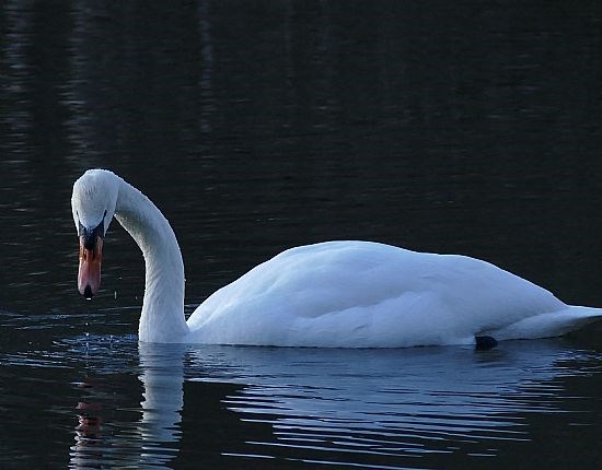 Swan