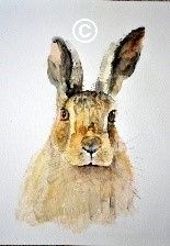 Hare