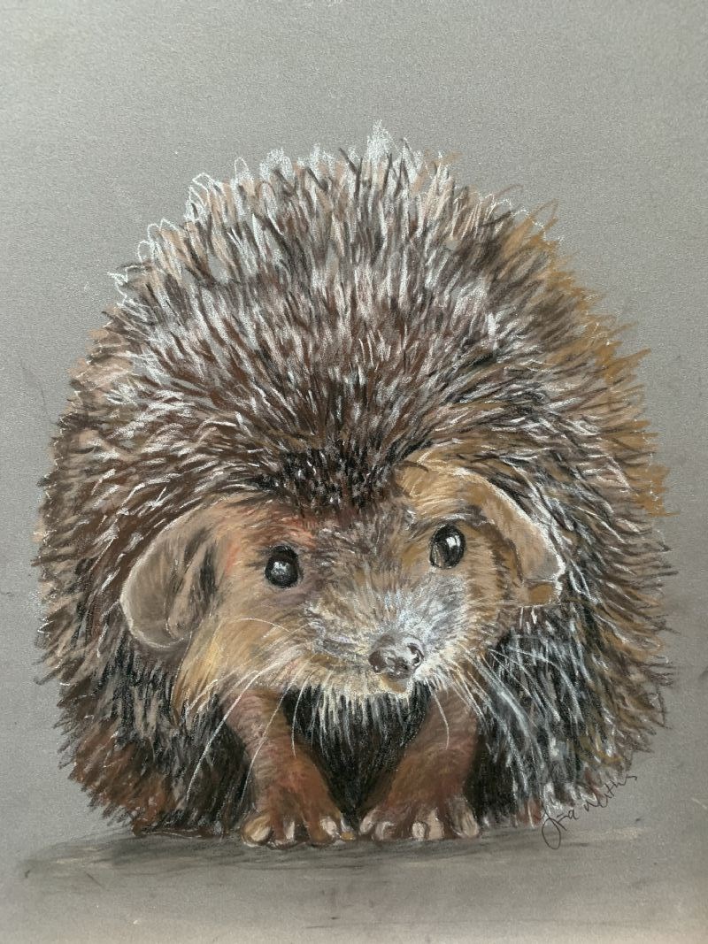 Hedgepig