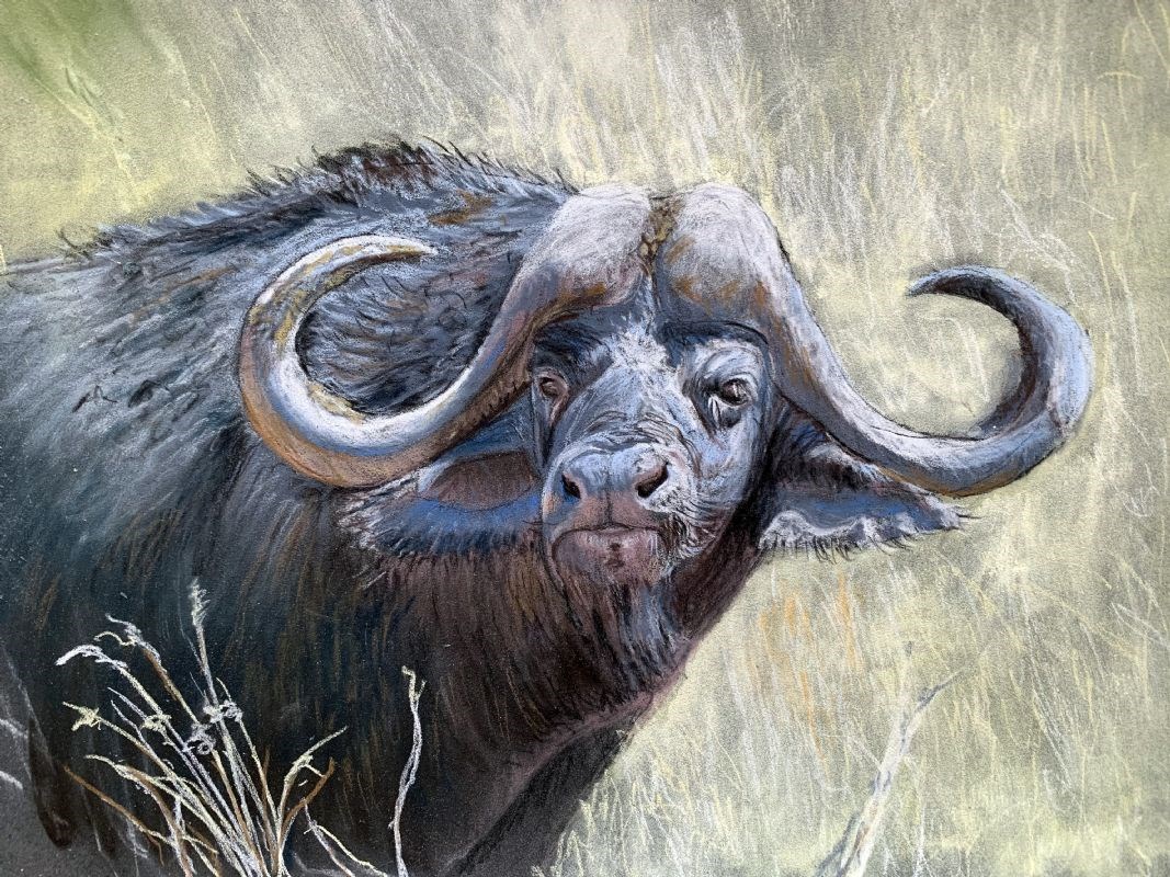 Water Buffalo
