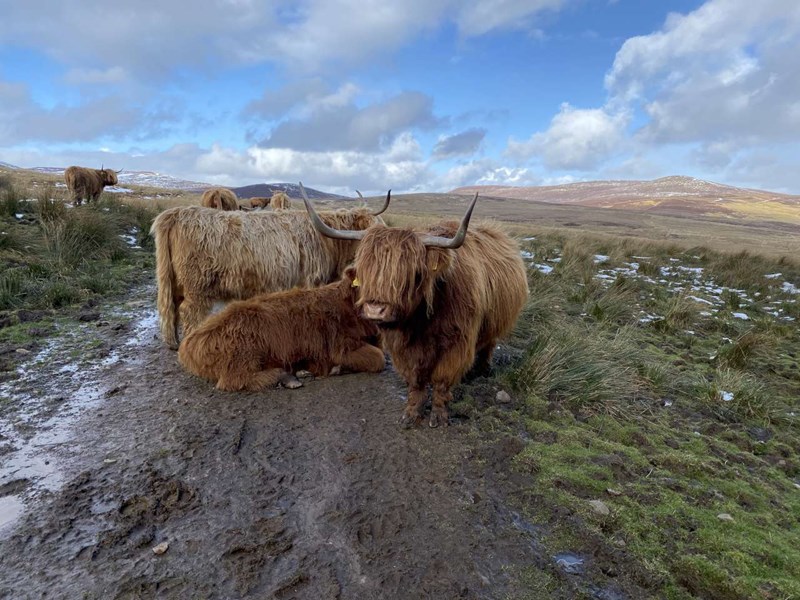 Highland Cows