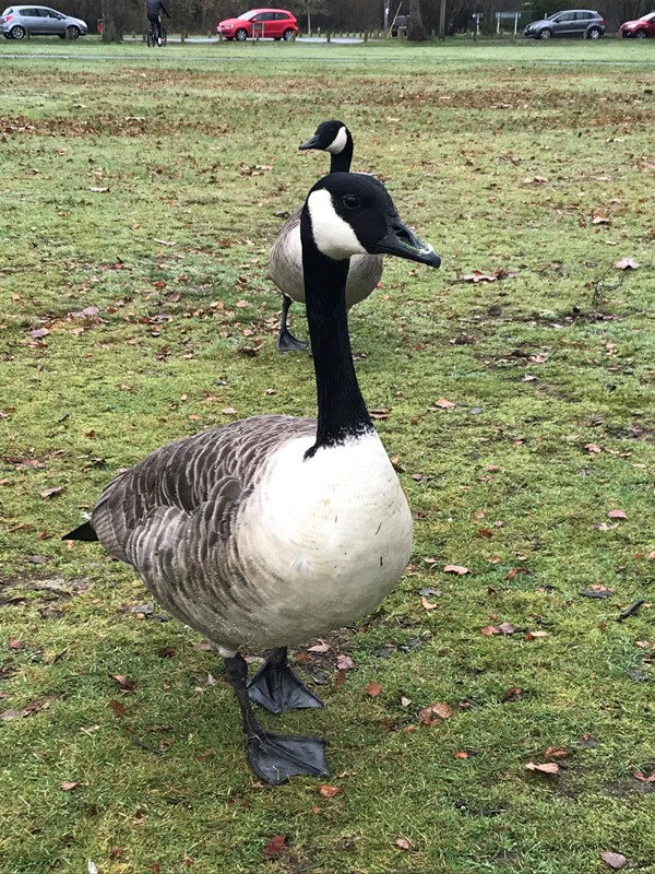 Canada Geese over-wintering