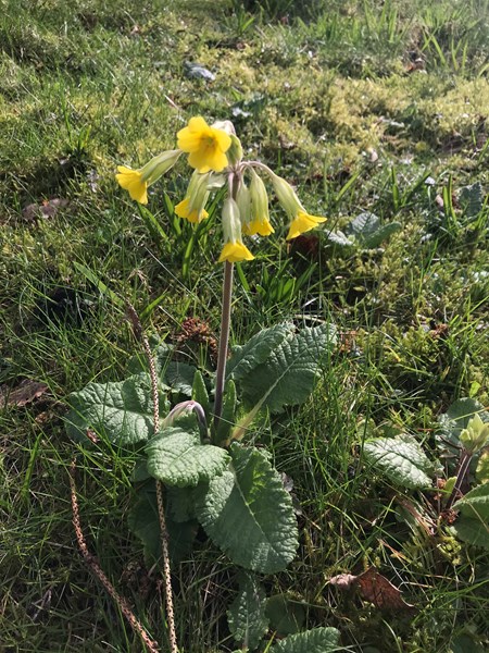 First Cowslips of the Year !