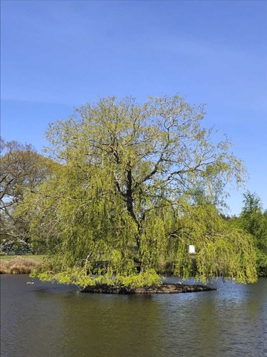 The Pond