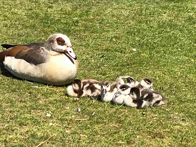 Egyptian goose and her goslings