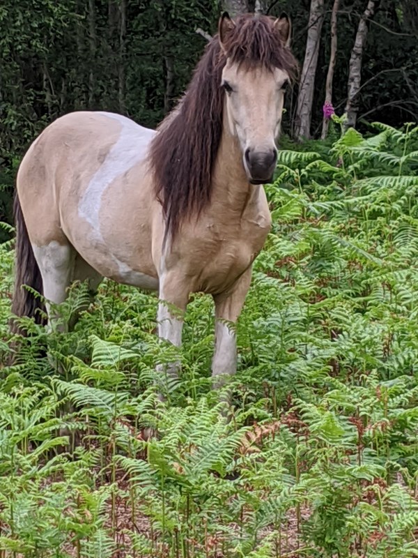 Ponies on the Heath