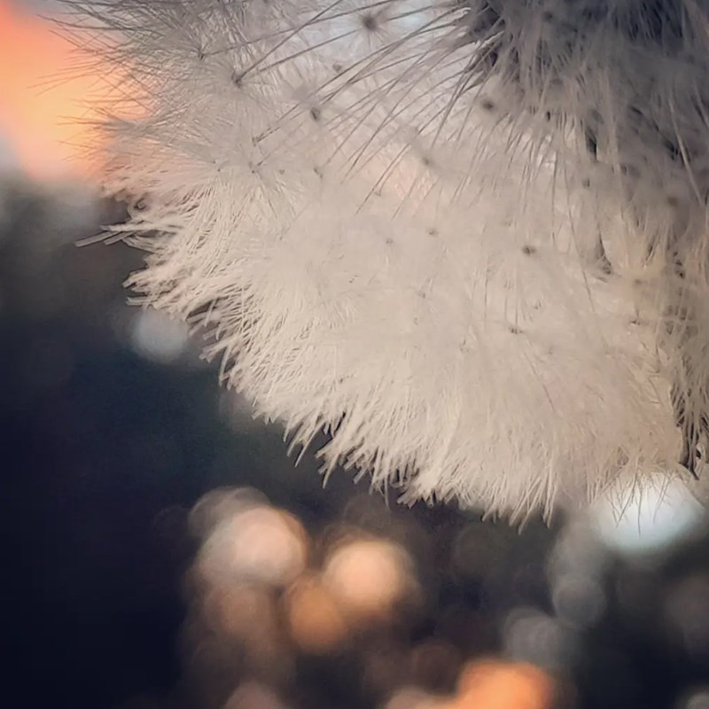 Macro