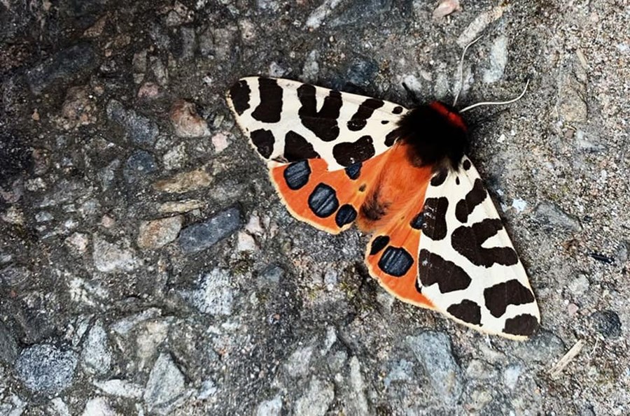 Forest to Fork can prepare Deer Management Plans to suit individual circumstances.