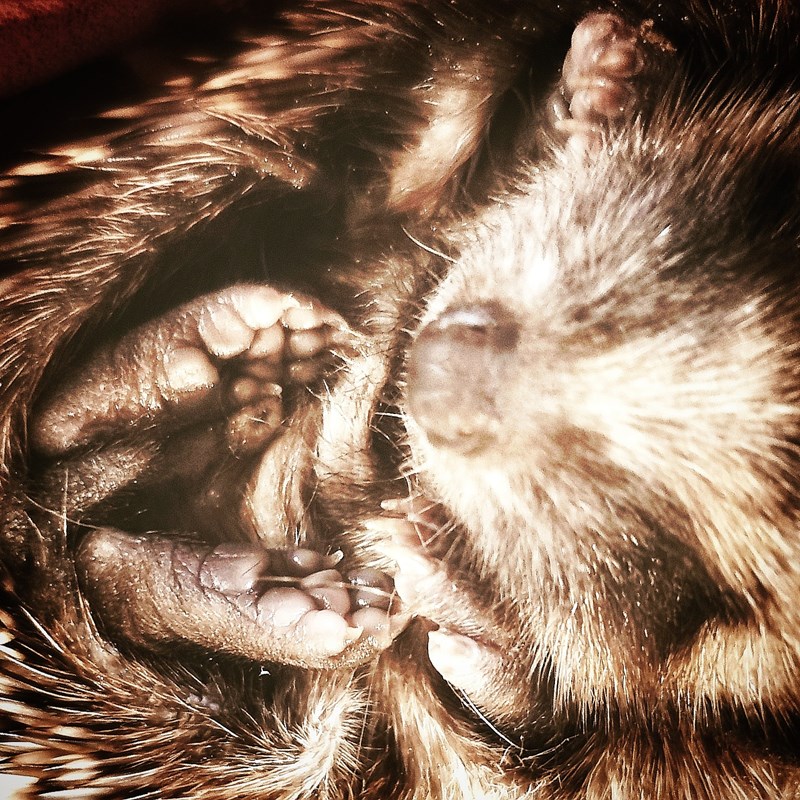 Wildlife
