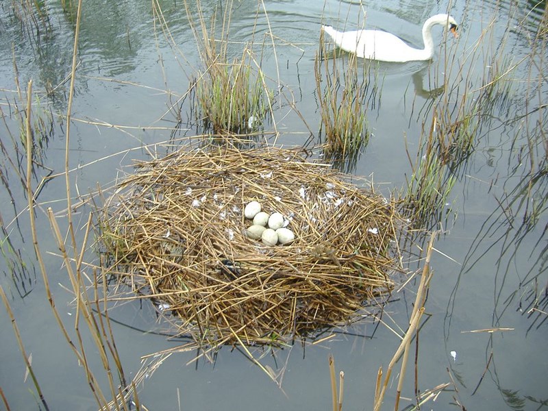 Swan nest