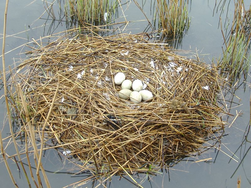 Swans nest at end of Mill Street