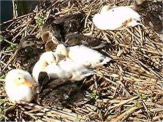 Ducklings