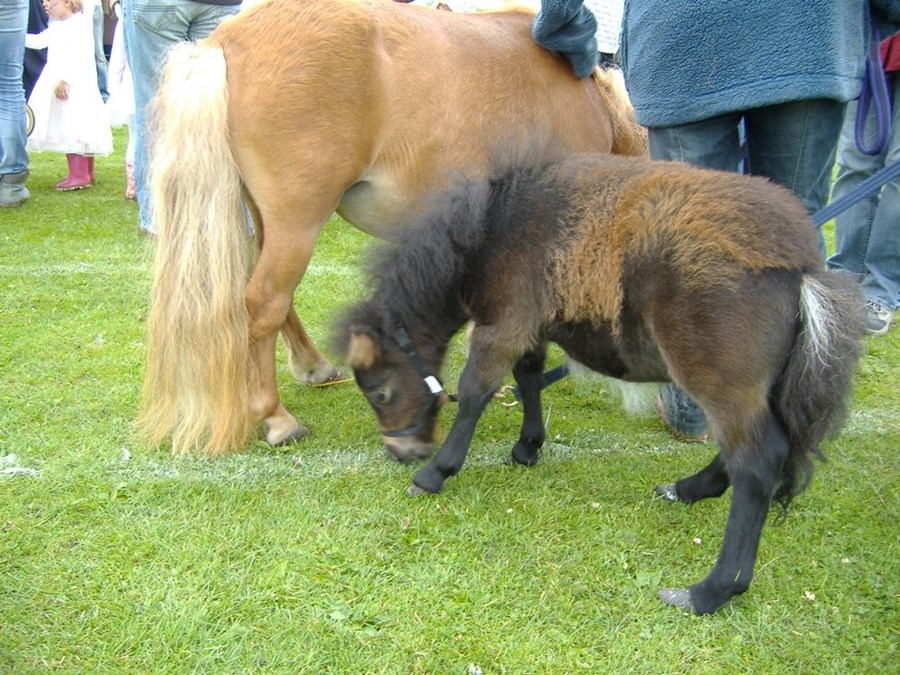 Ponies