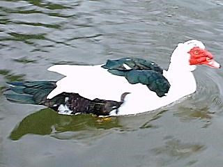 uglygoose