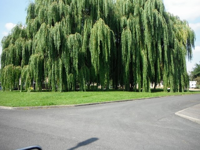 Warren Close Willows