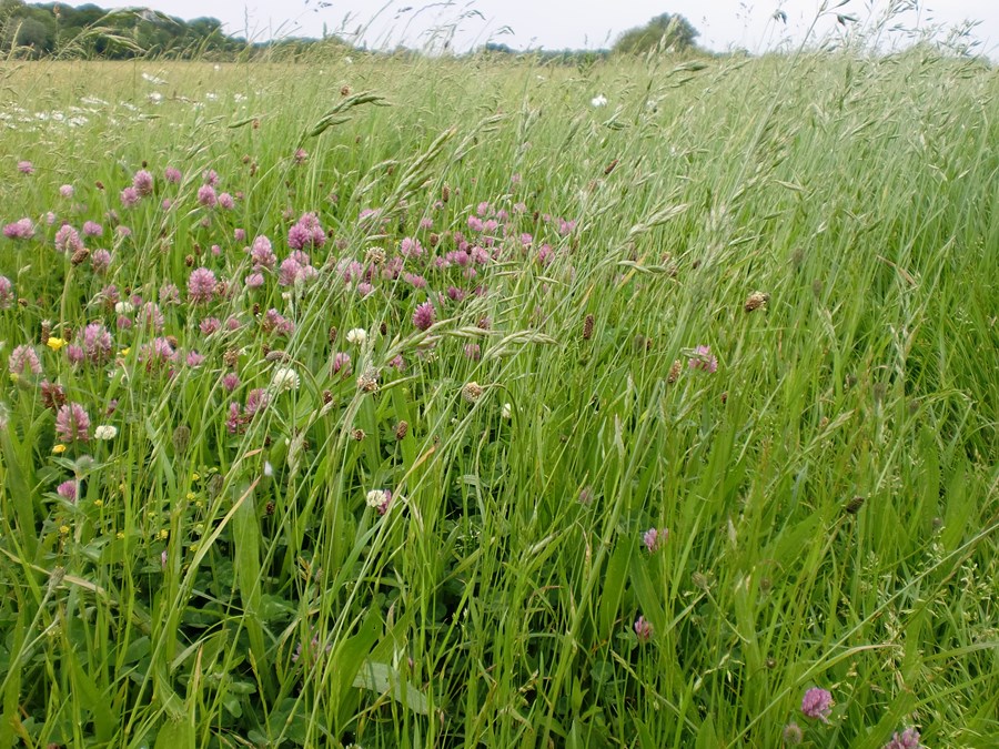 Meadow flowers