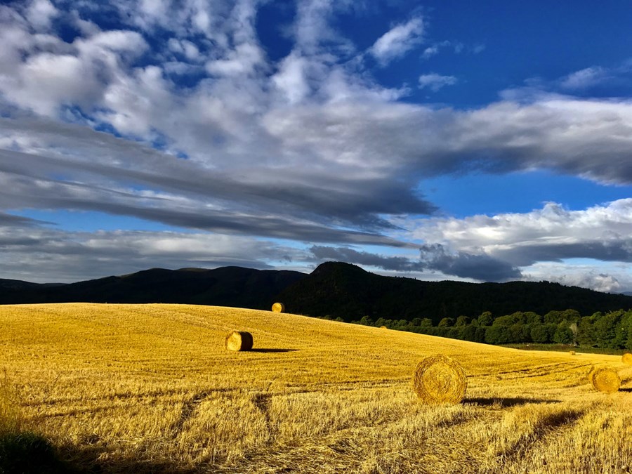 Bales