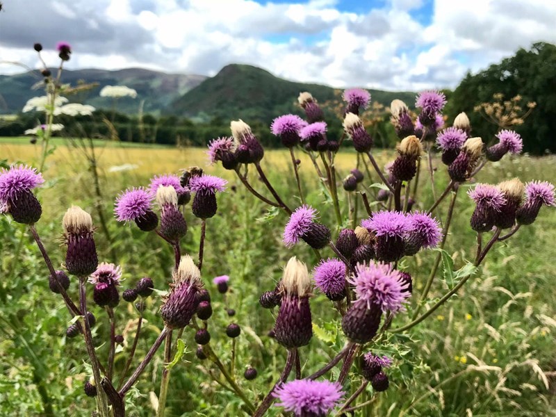 Thistles