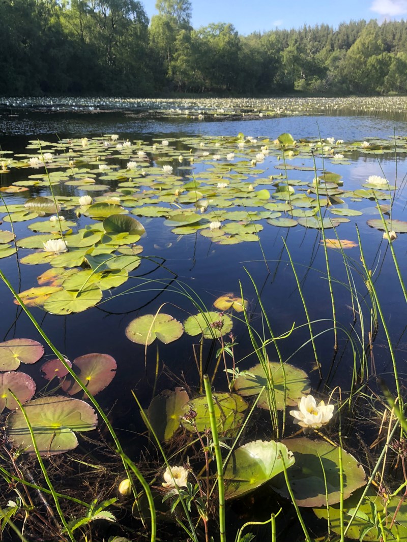 Water Lilies