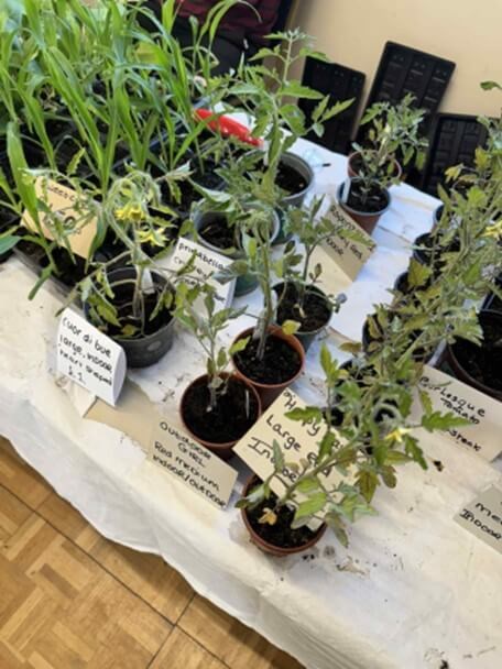 Plants on tables